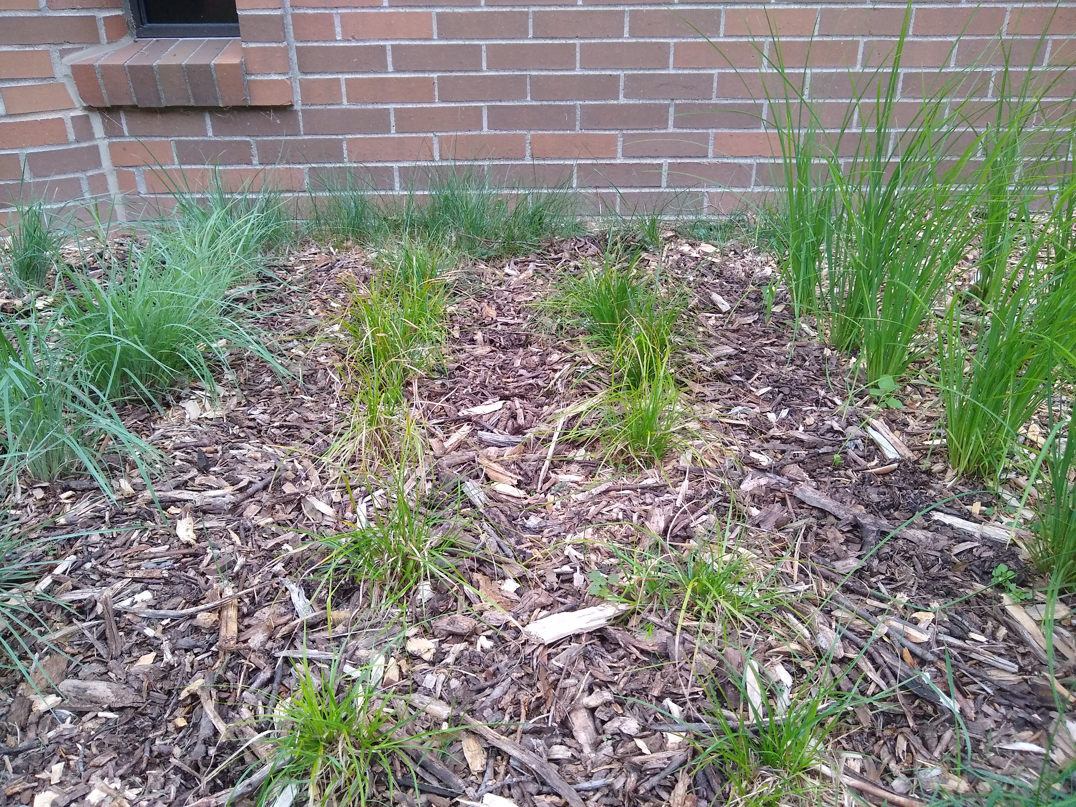 Pennsylvania sedge